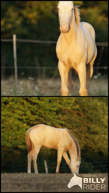 Amber Cream Champagne Quarter Horse Fohlen mit Reining/Allroundabstammung, Kerstin Rehbehn (Pferdemarketing Ost), Horses For Sale, Nienburg, Image 3