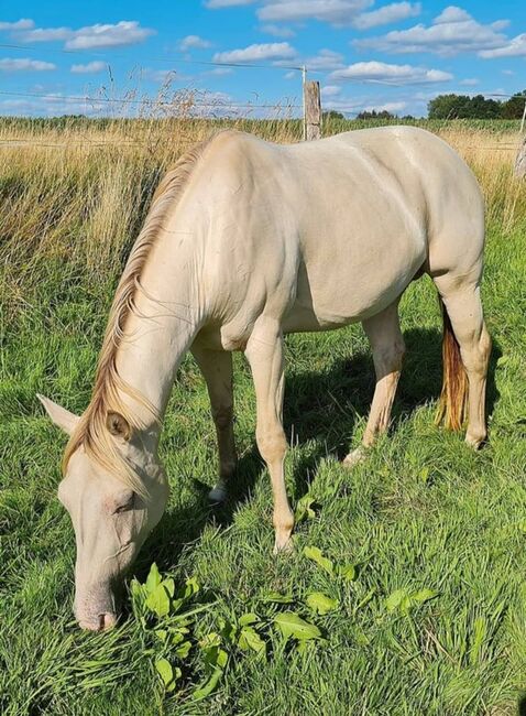 amber cream champagner farbene Quarter Horse Stute, Kerstin Rehbehn (Pferdemarketing Ost), Pferd kaufen, Nienburg