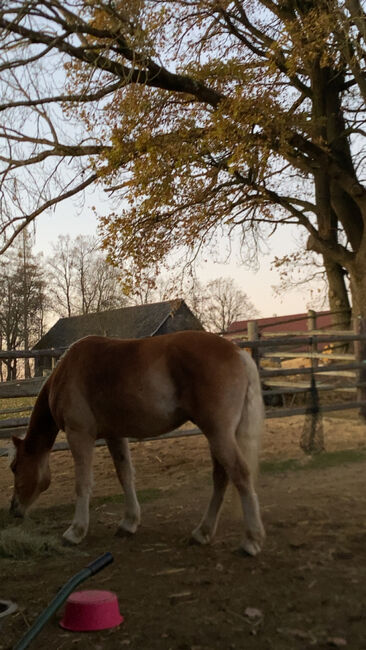 Ambitionierter Haflinger, Elena Legl-Perzi, Horses For Sale, Groß-Taxen, Image 3