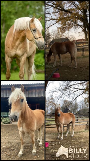 Ambitionierter Haflinger, Elena Legl-Perzi, Horses For Sale, Groß-Taxen, Image 10