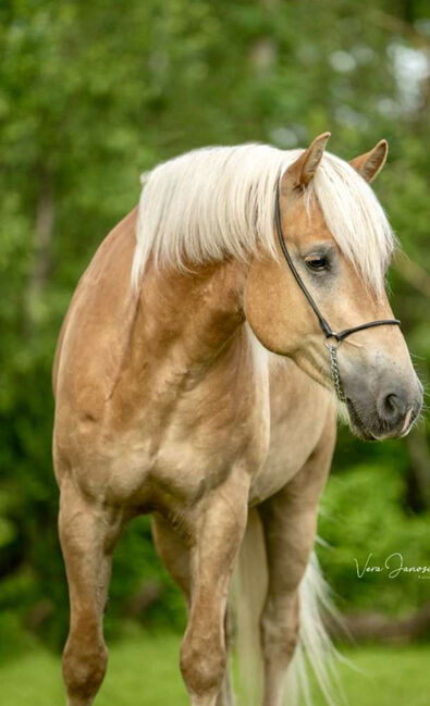 Ambitionierter Haflinger, Elena Legl-Perzi, Horses For Sale, Groß-Taxen