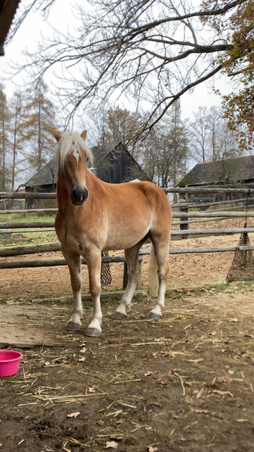 Ambitionierter Haflinger, Elena Legl-Perzi, Horses For Sale, Groß-Taxen, Image 5