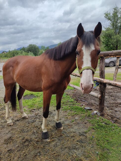 Ambitioniertes Herzenspferd sucht neuen Karottengebee, Corinna, Horses For Sale, Pruggern, Image 3