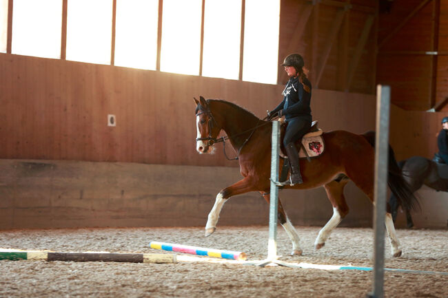 Ambitioniertes Herzenspferd sucht neuen Karottengebee, Corinna, Horses For Sale, Pruggern