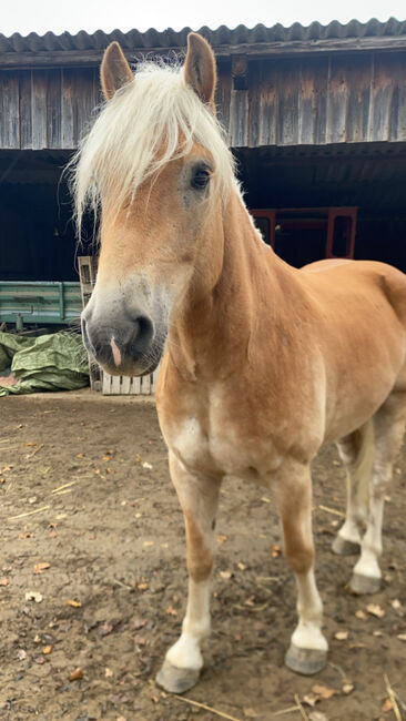 Ambitionierter Haflinger, Elena Legl-Perzi, Konie na sprzedaż, Groß-Taxen, Image 7