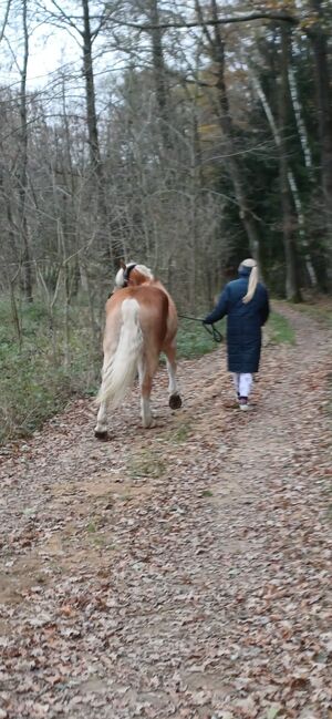 Ambitionierter Haflinger, Elena Legl-Perzi, Konie na sprzedaż, Groß-Taxen, Image 4