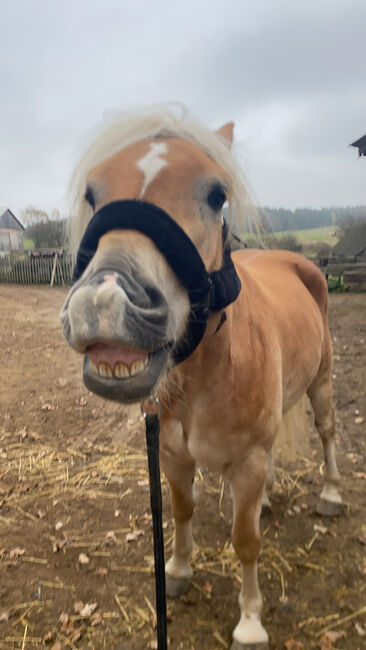 Ambitionierter Haflinger, Elena Legl-Perzi, Konie na sprzedaż, Groß-Taxen, Image 9