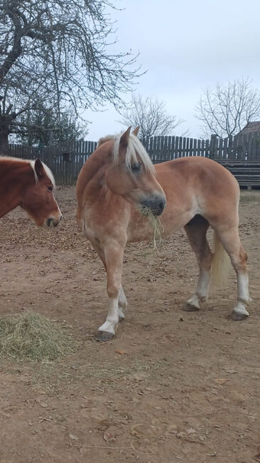 Ambitionierter Haflinger, Elena Legl-Perzi, Konie na sprzedaż, Groß-Taxen, Image 8