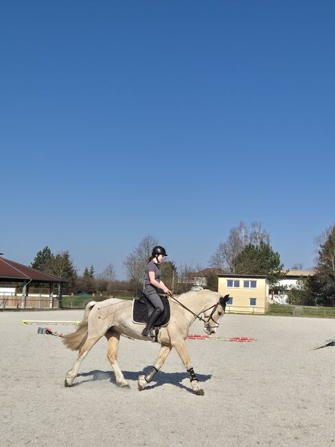 Ambitioniertes und lernwilliges Pony, Nicole Uhlemann, Konie na sprzedaż, Dresden, Image 2