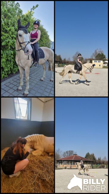Ambitioniertes und lernwilliges Pony, Nicole Uhlemann, Konie na sprzedaż, Dresden, Image 5