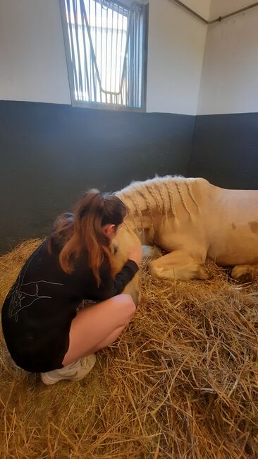 Ambitioniertes und lernwilliges Pony, Nicole Uhlemann, Konie na sprzedaż, Dresden, Image 4