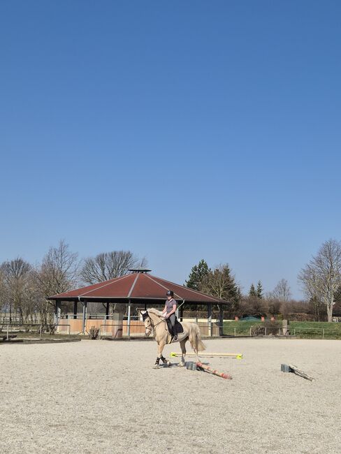 Ambitioniertes und lernwilliges Pony, Nicole Uhlemann, Konie na sprzedaż, Dresden, Image 3