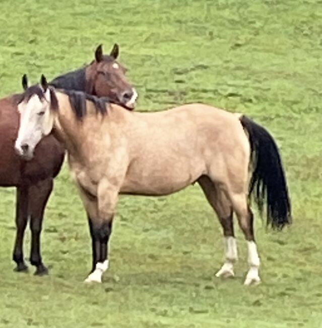 American Indian Horse, Elke Pfeiffer , Horses For Sale, Hohenau, Image 3