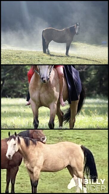 American Indian Horse, Elke Pfeiffer , Horses For Sale, Hohenau, Image 4