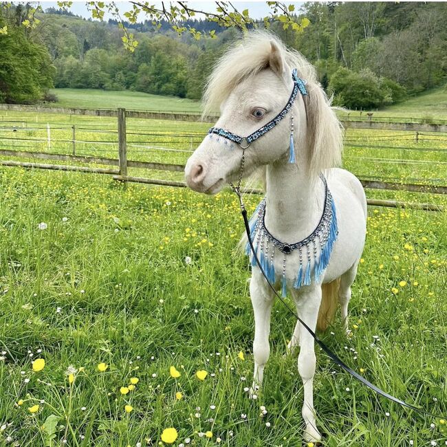 American MiniHorse sucht für immer Zuhause, Corina, Konie na sprzedaż, Zürich