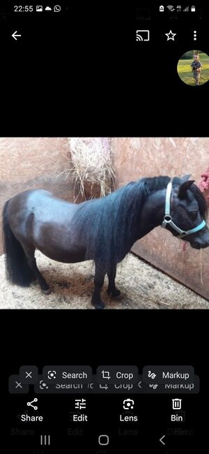 American miniture horse, Jennifer Hammett , Horses For Sale, Andover