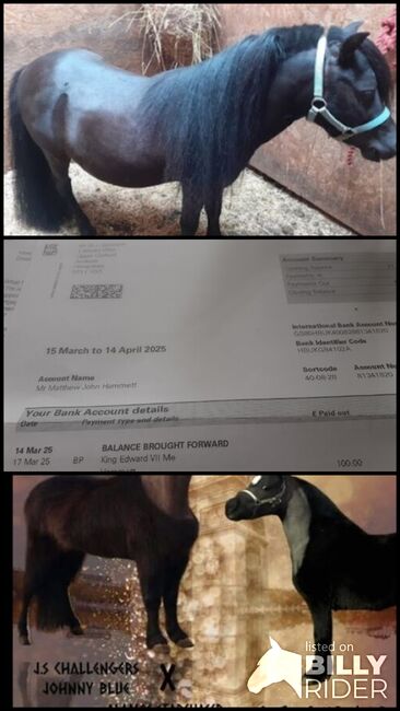 American miniture horse, Jennifer Hammett , Horses For Sale, Andover, Image 4