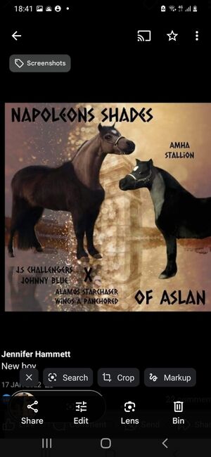 American miniture horse, Jennifer Hammett , Horses For Sale, Andover, Image 3
