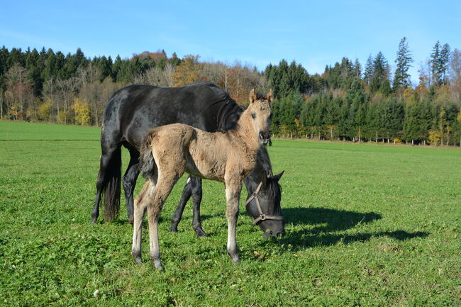 American Morgan Stutfohlen, Cynthia Ka, Pferd kaufen, Birmensdorf 
