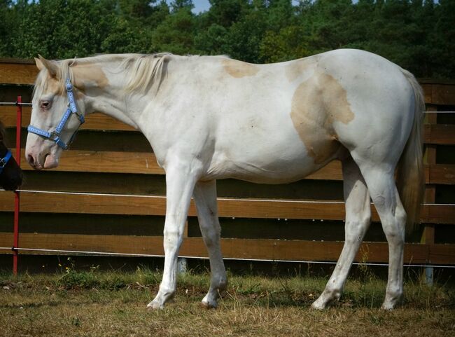 American Paint Horse Hengst, Lena, Pferd kaufen, Boizenburg/Elbe