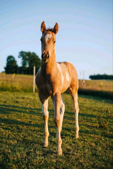 American Paint Horse, Mike Hertel, Konie na sprzedaż, Neukirchen OT Adorf