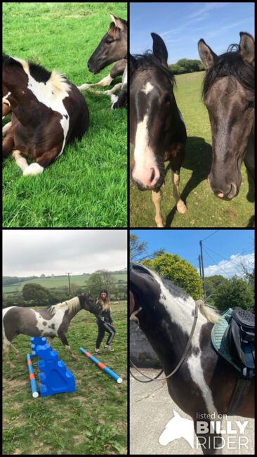 American paint horses, Jen Lawrence, Horses For Sale, Cornwall , Image 5