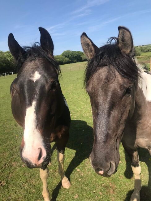 American paint horses, Jen Lawrence, Horses For Sale, Cornwall , Image 4