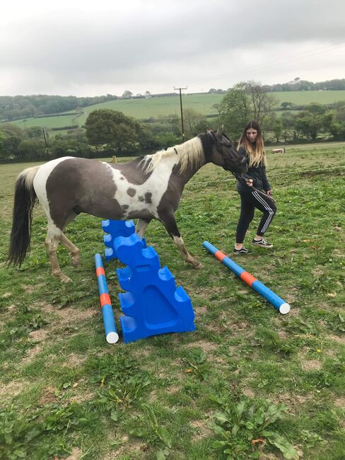 American paint horses, Jen Lawrence, Horses For Sale, Cornwall , Image 3