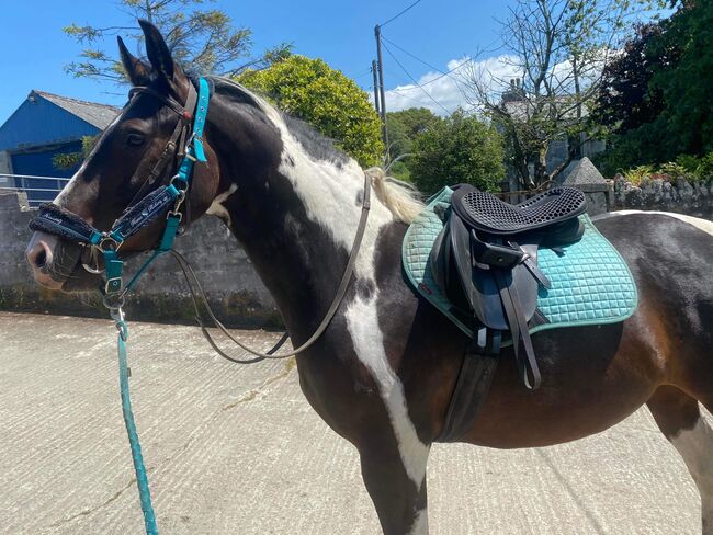 American paint horses, Jen Lawrence, Konie na sprzedaż, Cornwall , Image 2