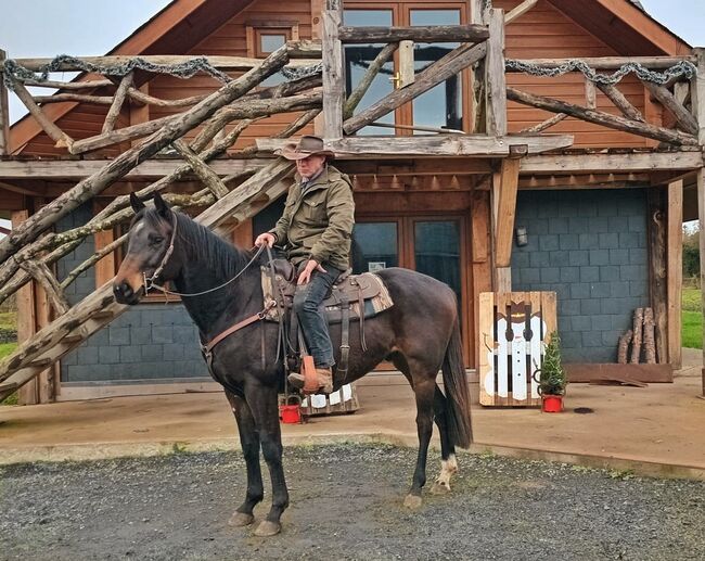 American Paint, Jade, Pferd kaufen, Kildare 