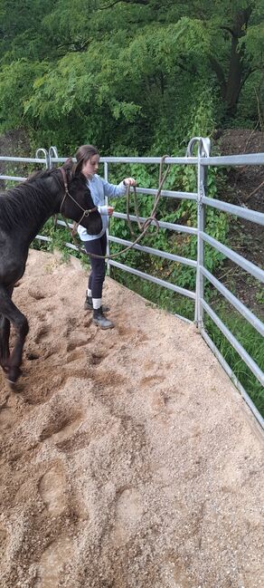 American Quarter Horse, Blue Roan, Olaf Thometzki , Horses For Sale, Bergisch Gladbach, Image 10