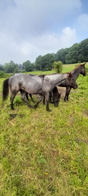 American Quarter Horse, Blue Roan, Olaf Thometzki , Konie na sprzedaż, Bergisch Gladbach, Image 4