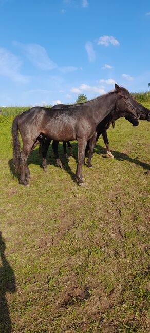 American Quarter Horse, Blue Roan, Olaf Thometzki , Pferd kaufen, Bergisch Gladbach