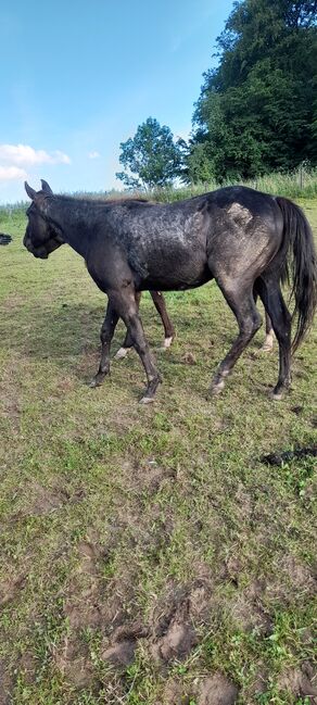 American Quarter Horse, Blue Roan, Olaf Thometzki , Pferd kaufen, Bergisch Gladbach, Abbildung 5