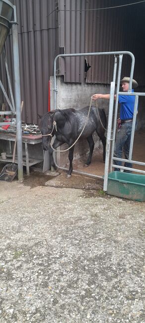 American Quarter Horse, Blue Roan, Olaf Thometzki , Pferd kaufen, Bergisch Gladbach, Abbildung 14