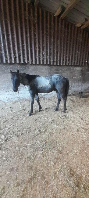 American Quarter Horse, Blue Roan, Olaf Thometzki , Pferd kaufen, Bergisch Gladbach, Abbildung 3