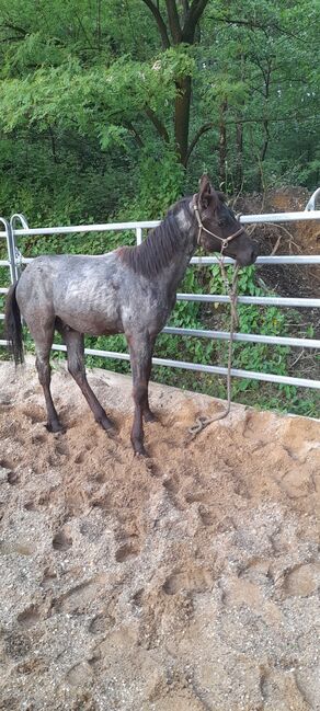 American Quarter Horse, Blue Roan, Olaf Thometzki , Pferd kaufen, Bergisch Gladbach, Abbildung 8