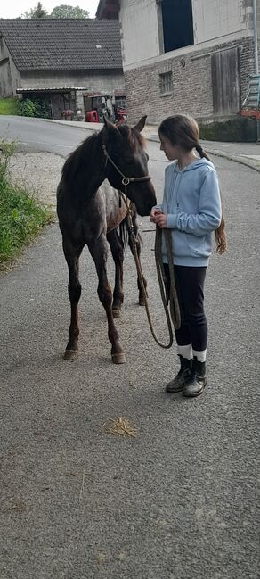 American Quarter Horse, Blue Roan, Olaf Thometzki , Pferd kaufen, Bergisch Gladbach, Abbildung 9