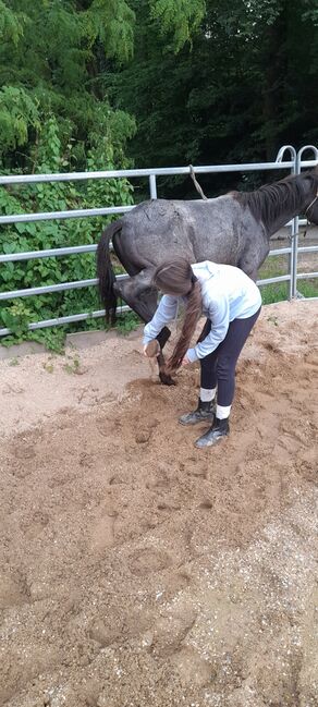 American Quarter Horse, Blue Roan, Olaf Thometzki , Pferd kaufen, Bergisch Gladbach, Abbildung 11