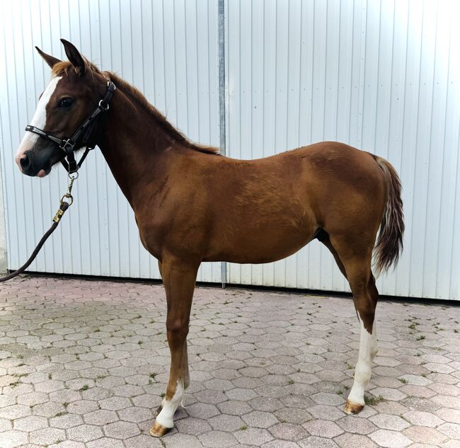 American Quarter Horse, Anton Bauer, Horses For Sale, Horitschon, Image 2