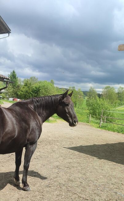 American Quarter Horse, Maria Halser, Horses For Sale, Saldenburg, Image 7