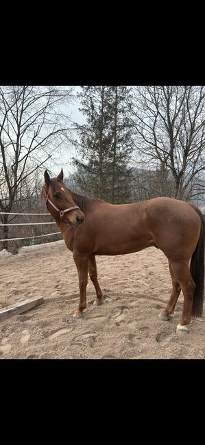 American Quarter Horse, Kathi Grössing, Konie na sprzedaż, Bad Ischl