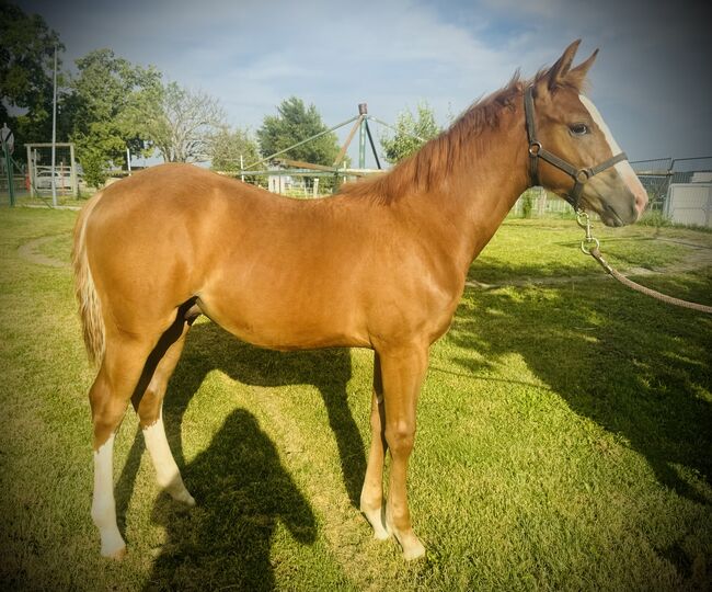 American Quarter Horse, Anton Bauer, Konie na sprzedaż, Horitschon