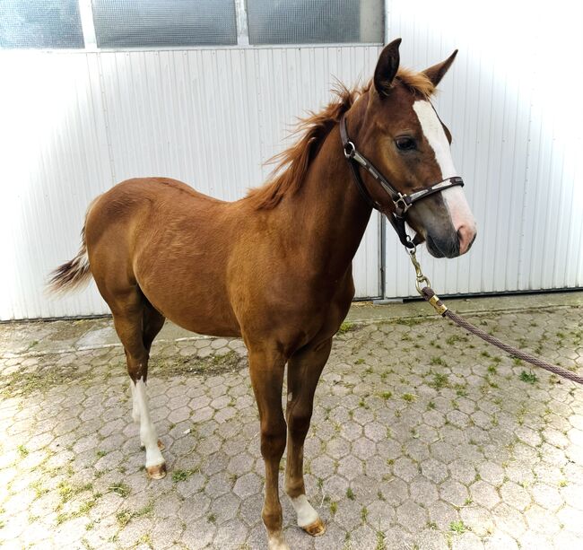 American Quarter Horse, Anton Bauer, Konie na sprzedaż, Horitschon, Image 4