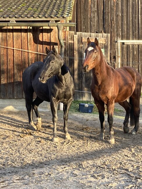 American Quarter Horse, Maria Halser, Konie na sprzedaż, Saldenburg, Image 12