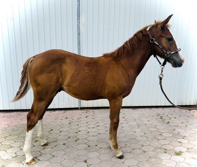 American Quarter Horse, Anton Bauer, Pferd kaufen, Horitschon, Abbildung 3