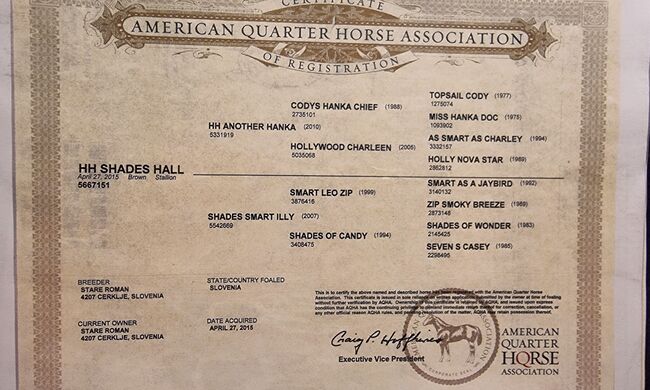 American Quarter Wallach, Sara, Horses For Sale, Bad Radkesburg, Image 2