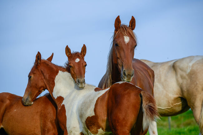 American Saddlebred Jungpferde und angerittene Pferde, Martin Wingenfeld, Pferd kaufen, Kierspe, Abbildung 5