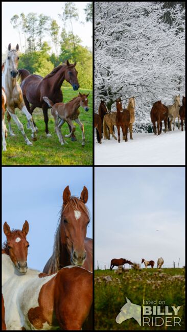 American Saddlebred Jungpferde und angerittene Pferde, Martin Wingenfeld, Pferd kaufen, Kierspe, Abbildung 7