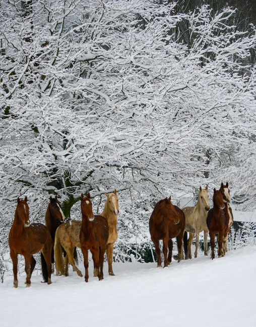 American Saddlebred Jungpferde und angerittene Pferde, Martin Wingenfeld, Horses For Sale, Kierspe, Image 3